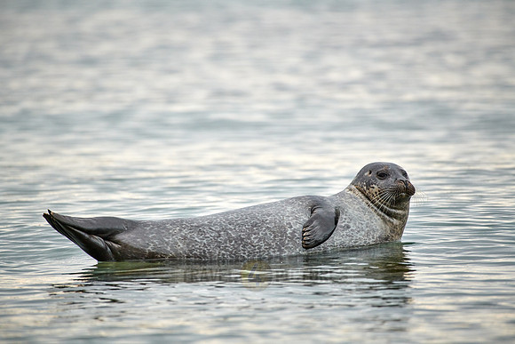 harbor seal (Phoca vitulina)