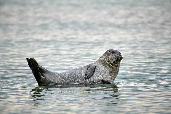 harbor seal (Phoca vitulina)