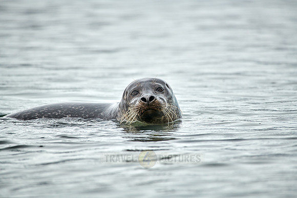 harbor seal (Phoca vitulina)