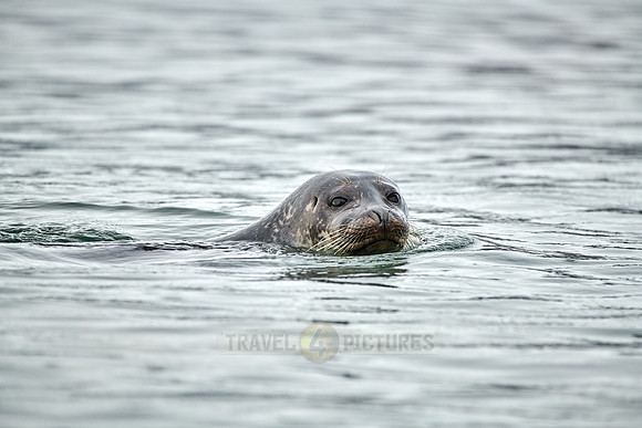 harbor seal (Phoca vitulina)