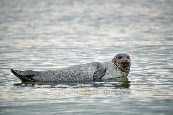harbor seal (Phoca vitulina)
