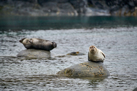 harbor seal (Phoca vitulina)