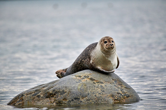 harbor seal (Phoca vitulina)