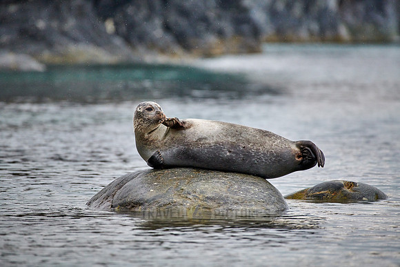 harbor seal (Phoca vitulina)