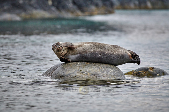harbor seal (Phoca vitulina)