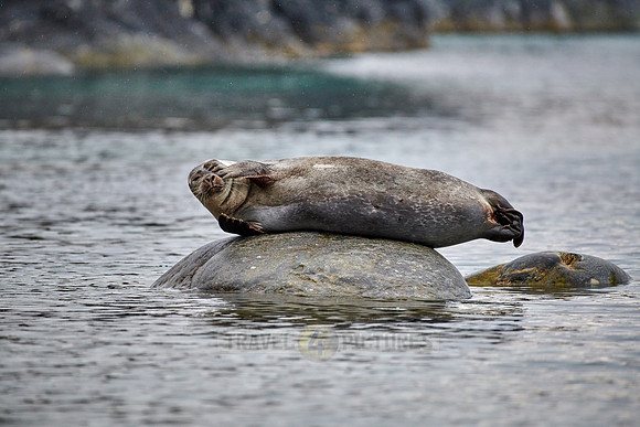 harbor seal (Phoca vitulina)
