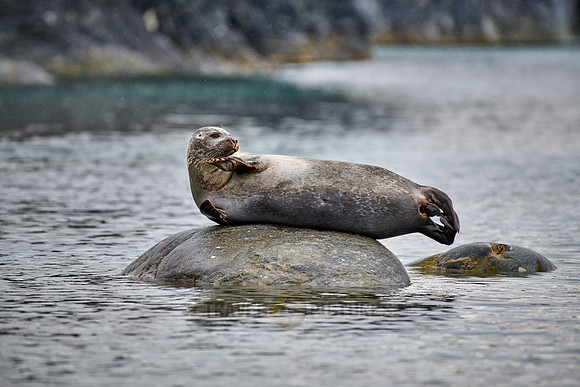 harbor seal (Phoca vitulina)