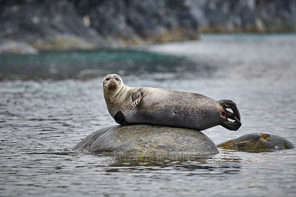 harbor seal (Phoca vitulina)