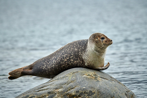 harbor seal (Phoca vitulina)
