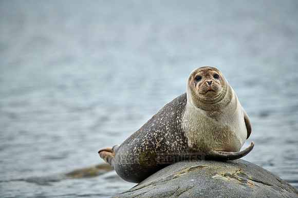 harbor seal (Phoca vitulina)