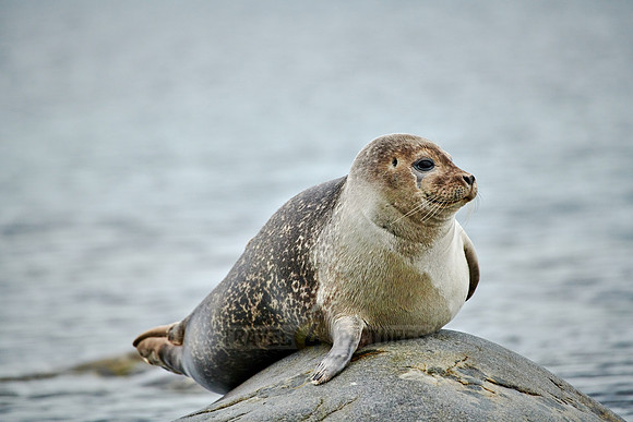 harbor seal (Phoca vitulina)