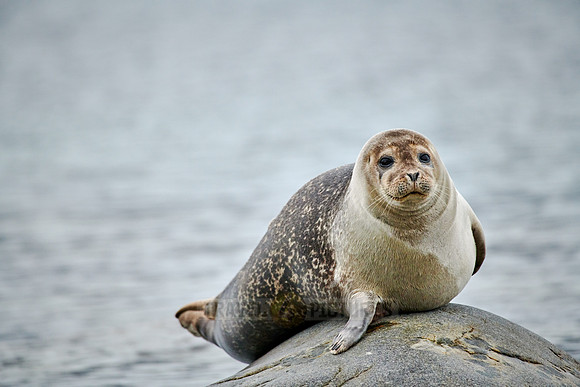 harbor seal (Phoca vitulina)