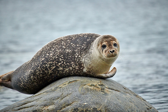 harbor seal (Phoca vitulina)