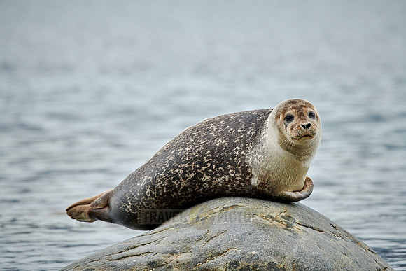 harbor seal (Phoca vitulina)