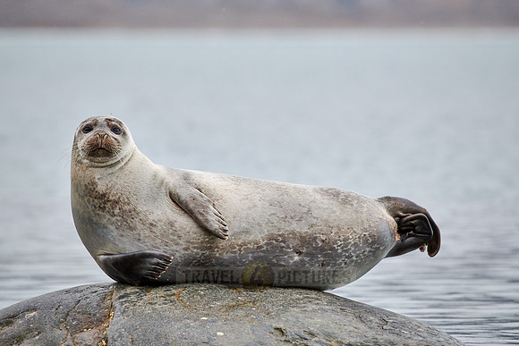 harbor seal (Phoca vitulina)