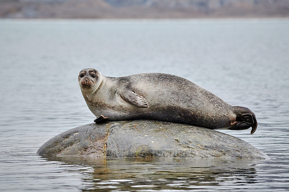 harbor seal (Phoca vitulina)