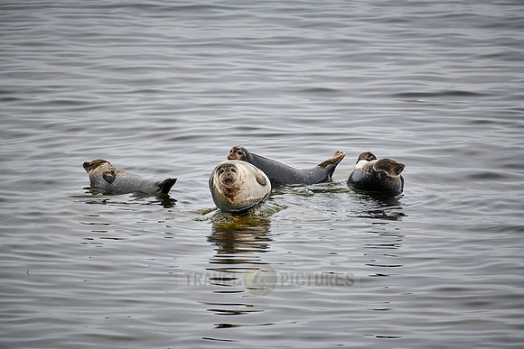 harbor seal (Phoca vitulina)