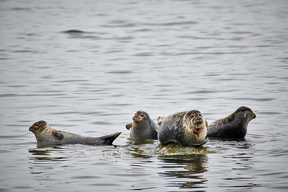 harbor seal (Phoca vitulina)