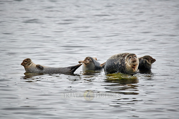 harbor seal (Phoca vitulina)