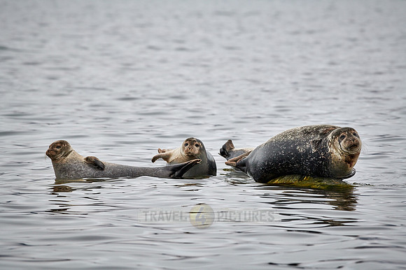 harbor seal (Phoca vitulina)