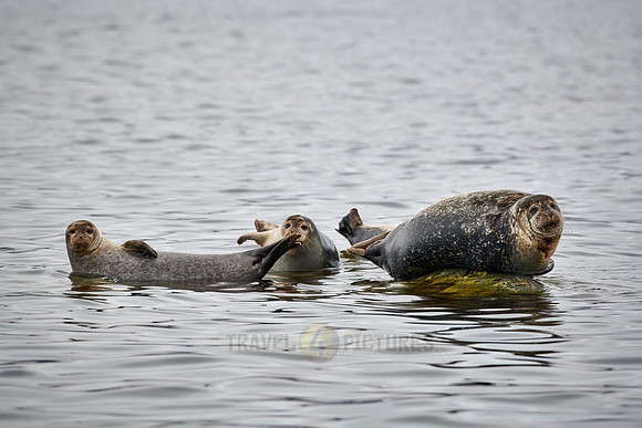 harbor seal (Phoca vitulina)