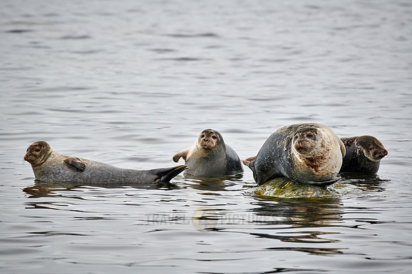 harbor seal (Phoca vitulina)
