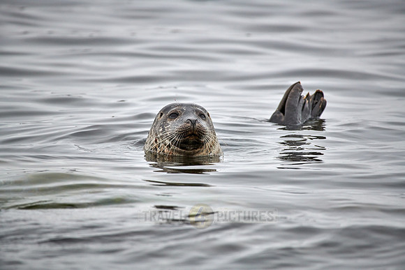 harbor seal (Phoca vitulina)