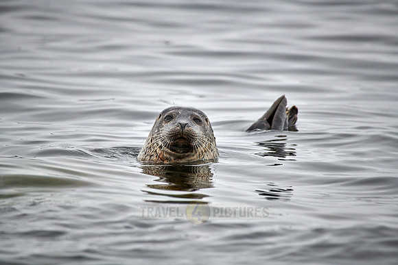 harbor seal (Phoca vitulina)