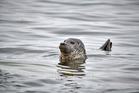 harbor seal (Phoca vitulina)