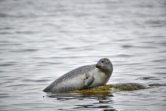 harbor seal (Phoca vitulina)