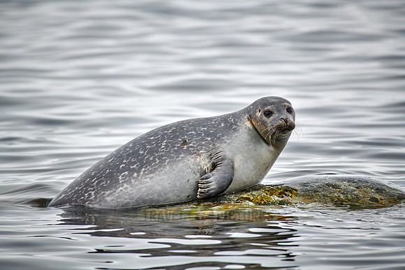 harbor seal (Phoca vitulina)