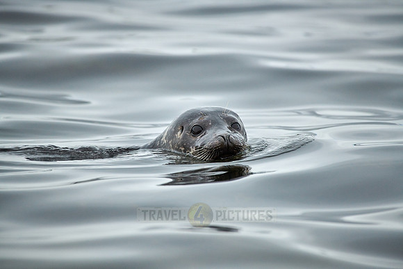 harbor seal (Phoca vitulina)
