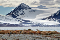 walrus (Odobenus rosmarus)