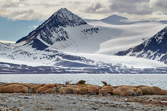 walrus (Odobenus rosmarus)