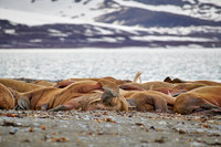 walrus (Odobenus rosmarus)