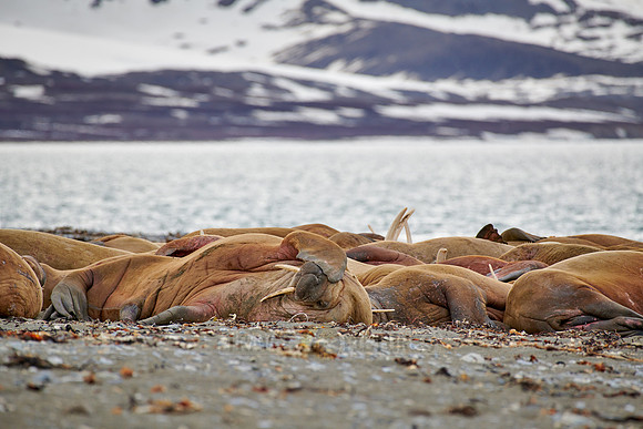 walrus (Odobenus rosmarus)