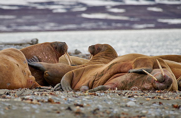 walrus (Odobenus rosmarus)