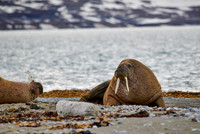walrus (Odobenus rosmarus)