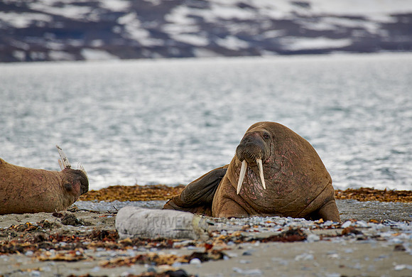 walrus (Odobenus rosmarus)