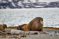 walrus (Odobenus rosmarus)