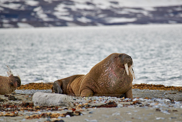 walrus (Odobenus rosmarus)