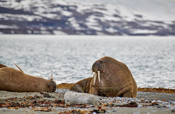 walrus (Odobenus rosmarus)