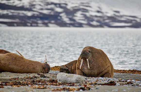 Walross (Odobenus rosmarus)  |walrus (Odobenus rosmarus)|