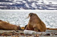 walrus (Odobenus rosmarus)