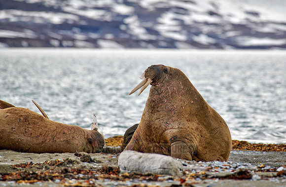 walrus (Odobenus rosmarus)