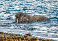 walrus (Odobenus rosmarus)