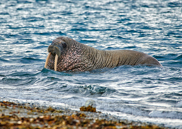 walrus (Odobenus rosmarus)