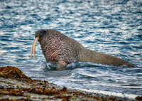 walrus (Odobenus rosmarus)