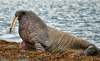 walrus (Odobenus rosmarus)