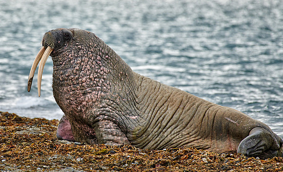 walrus (Odobenus rosmarus)